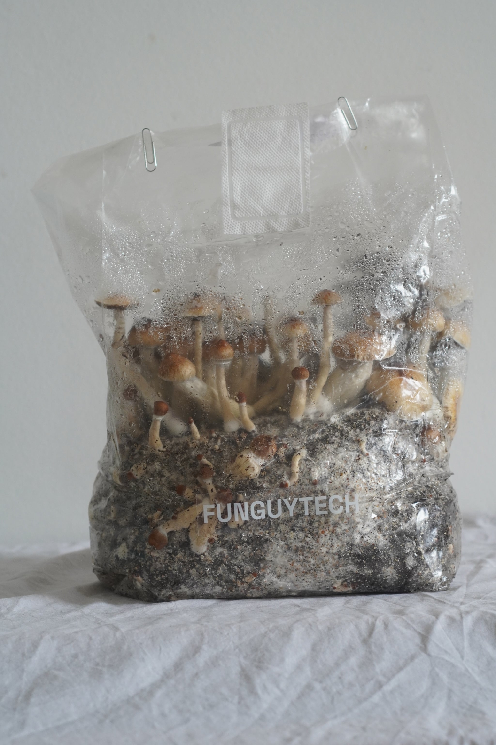 FunGuytech 800g Grow Kit